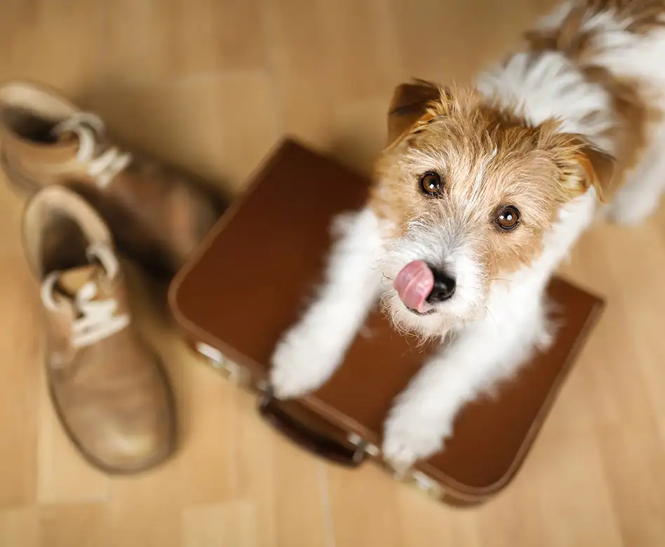 Dog Friendly